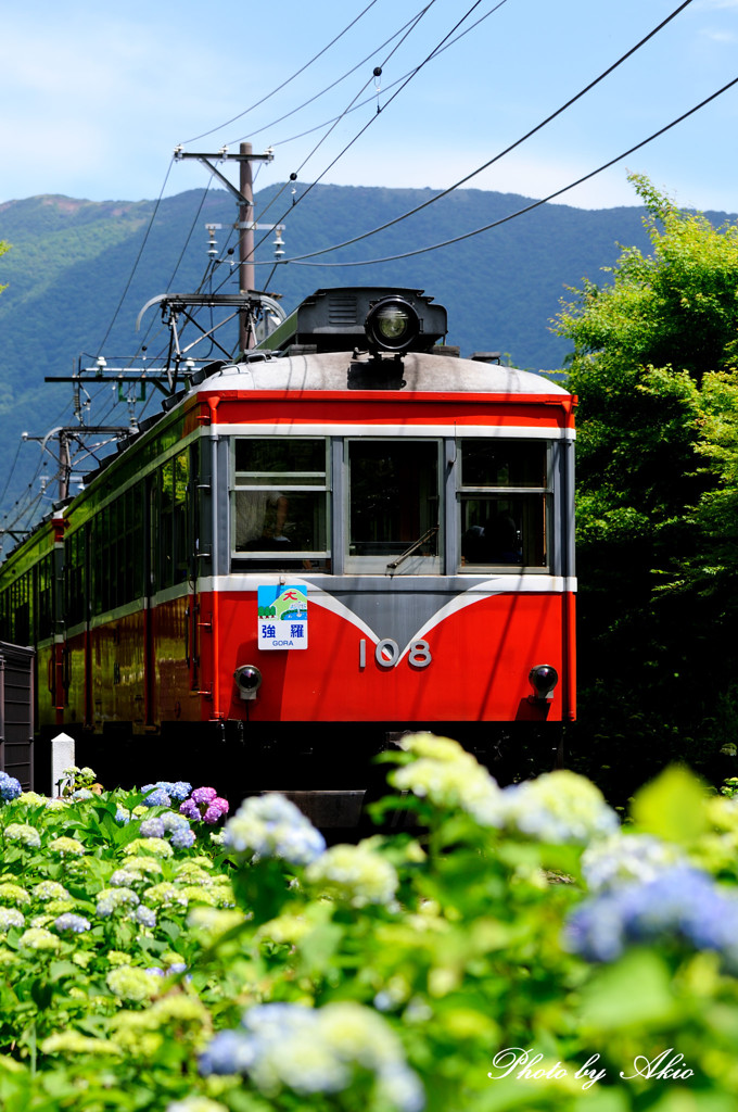 あじさいで電車