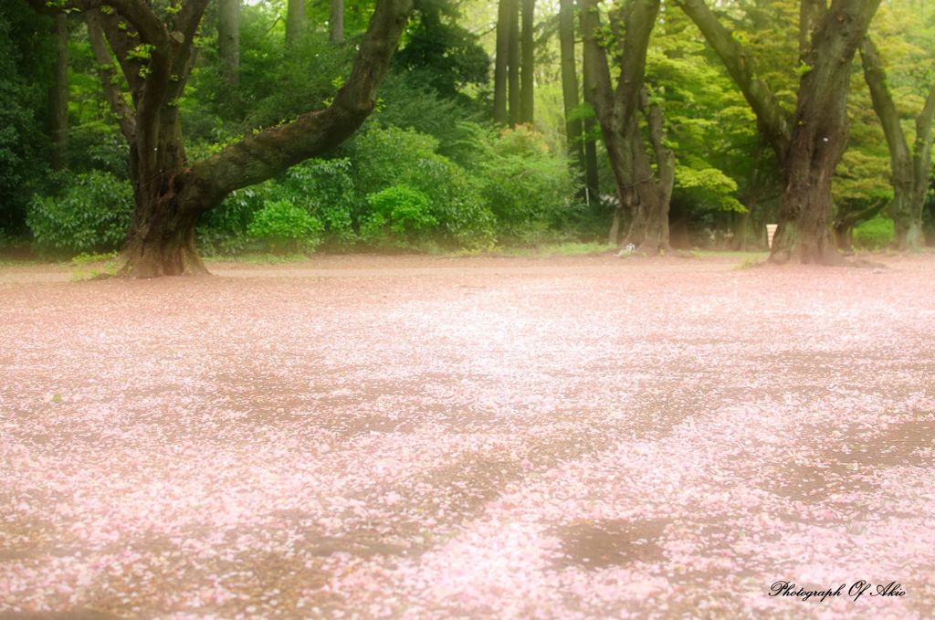 春の海