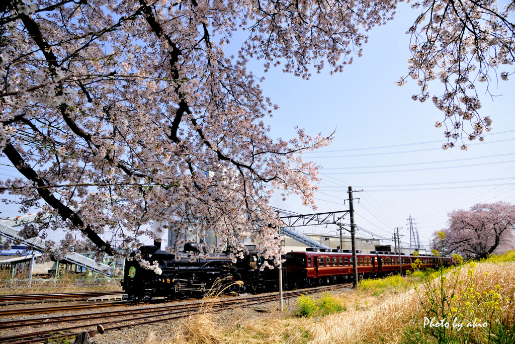 SL桜の道へ