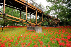 花畑に架る橋