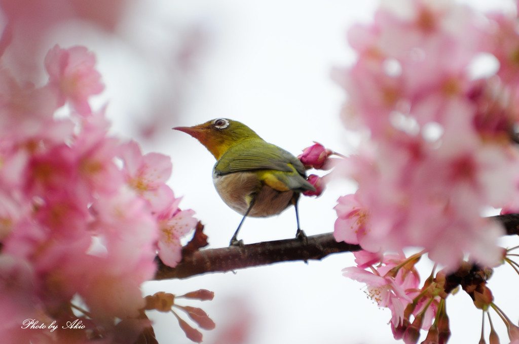 春の見返り美人