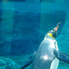 ペンギン