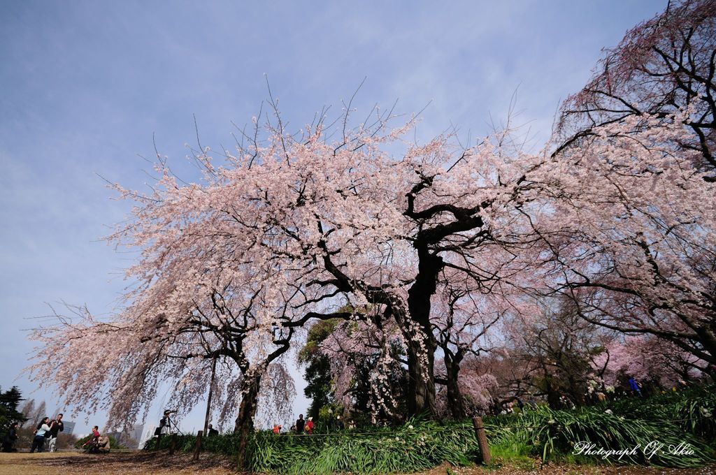 御苑の枝垂れ桜