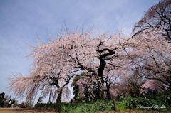 御苑の枝垂れ桜