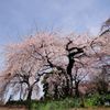 御苑の枝垂れ桜