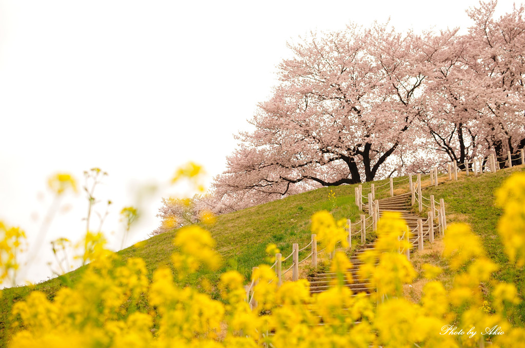 花の丘