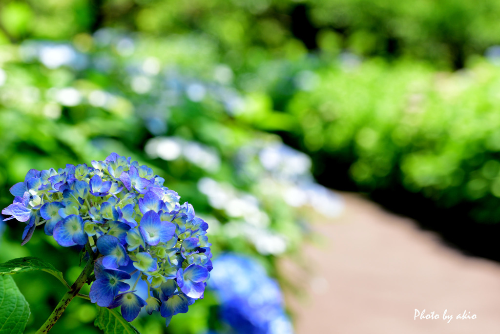 紫陽花の小路