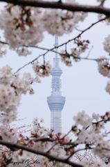 桜の中のソラ