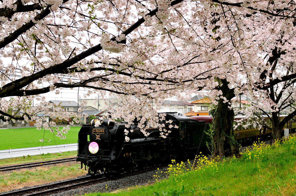 SLと桜