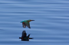 カワセミ飛ぶ!!