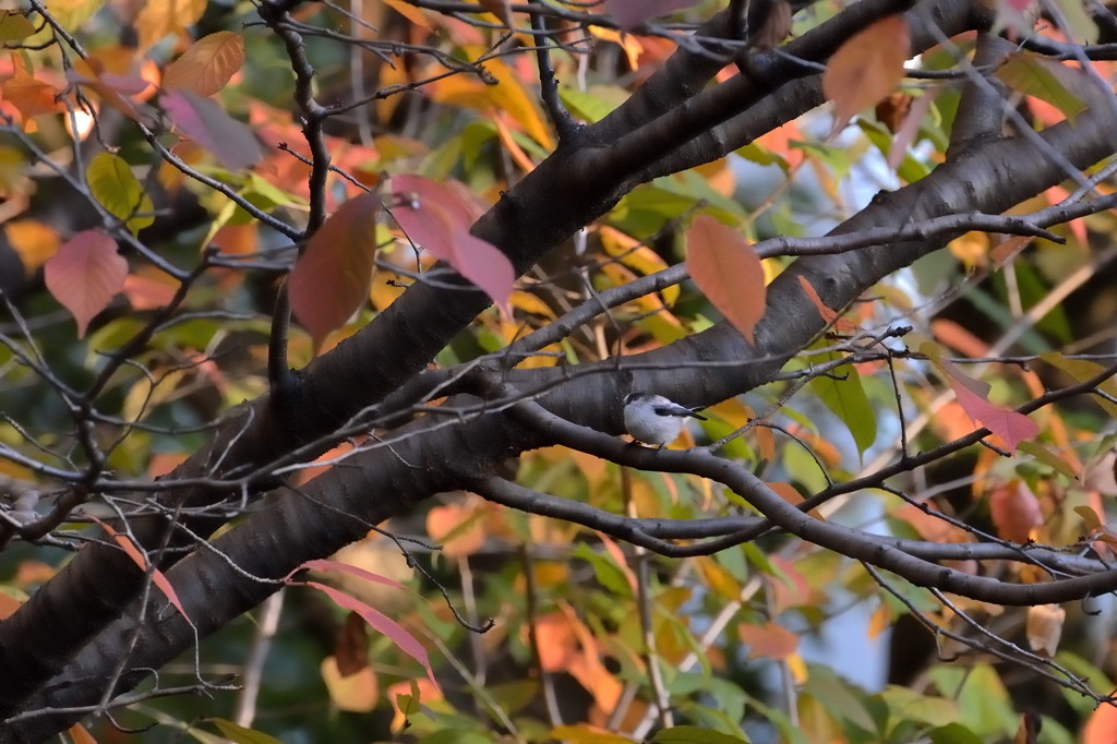 鳥のいる風景　エナガ