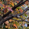 鳥のいる風景　エナガ