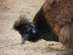 パクリ