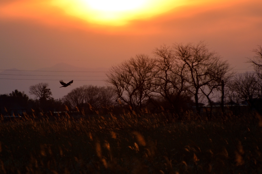 鳥のいる風景　カラス　(ハシボソかな？)
