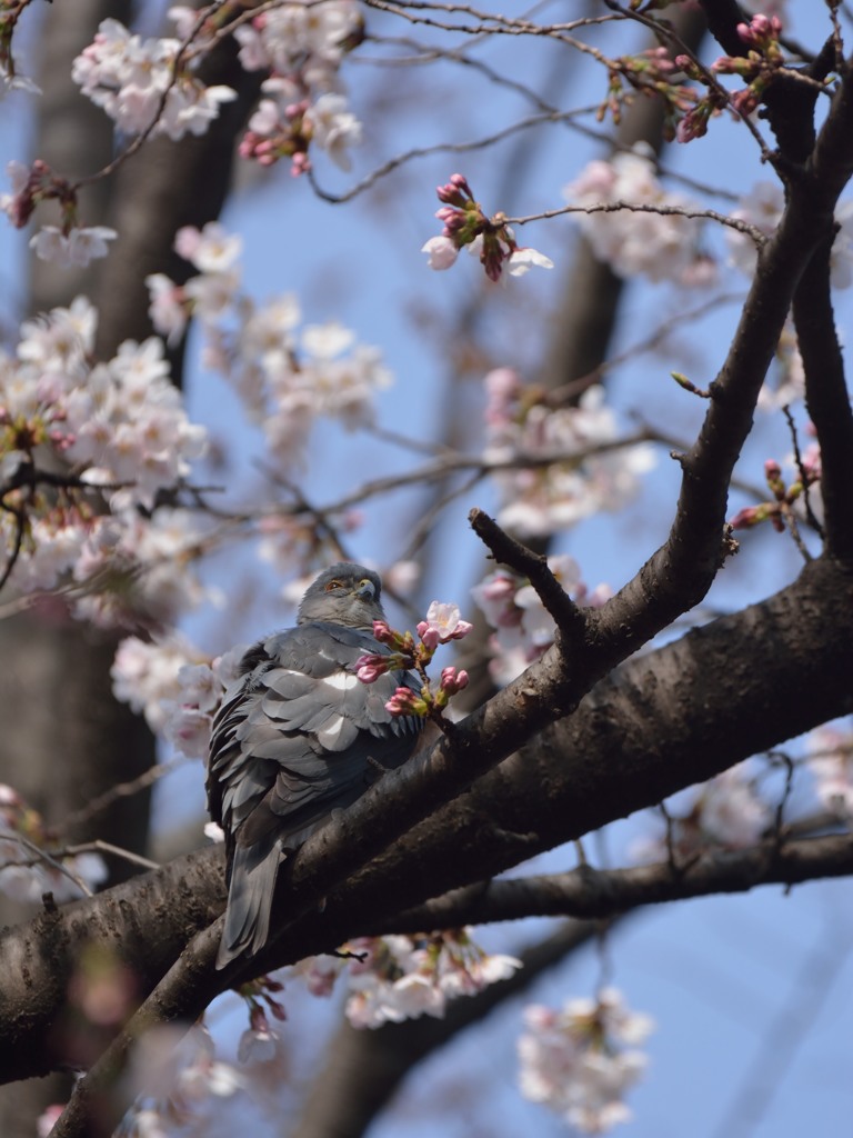 花見
