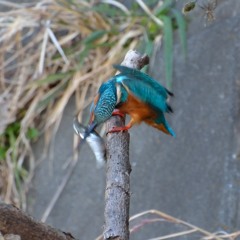 魚を叩く