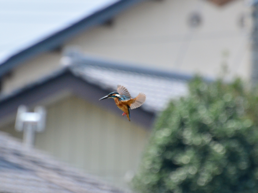 初めてホバリング撮れました２