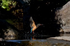 モミカワが撮れる公園で１