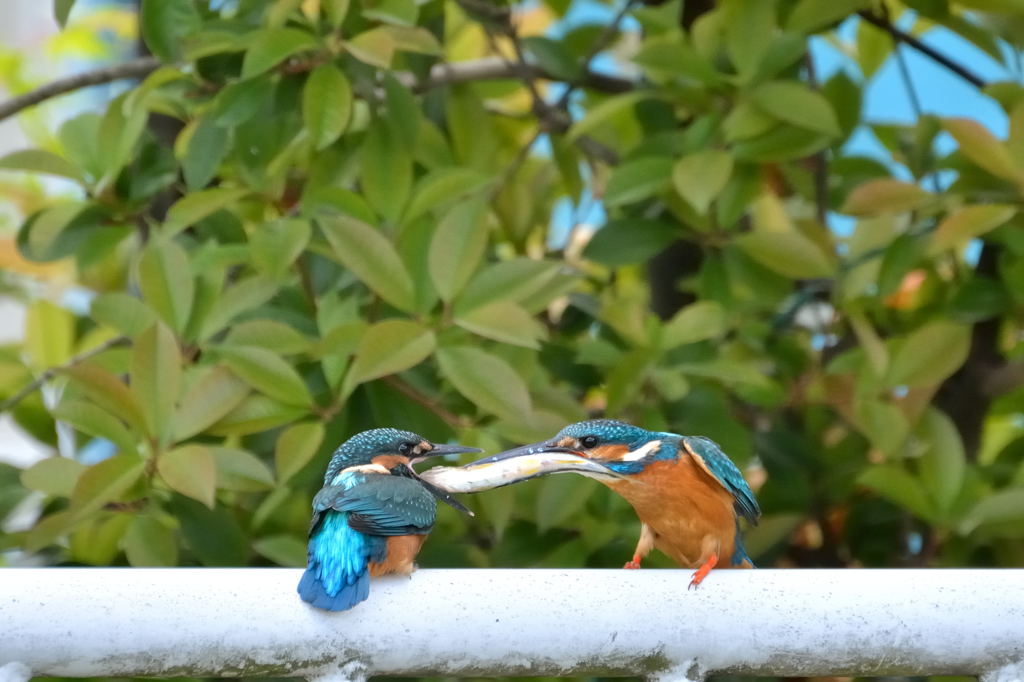 「父ちゃん、魚大きすぎるよ～」