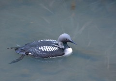 いつものカワセミポイントに