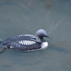 いつものカワセミポイントに