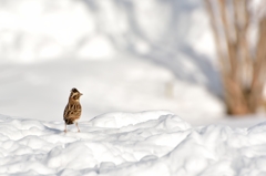 鳥のいる風景　カシラダカ