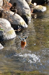 水浴びでも撮れれば○