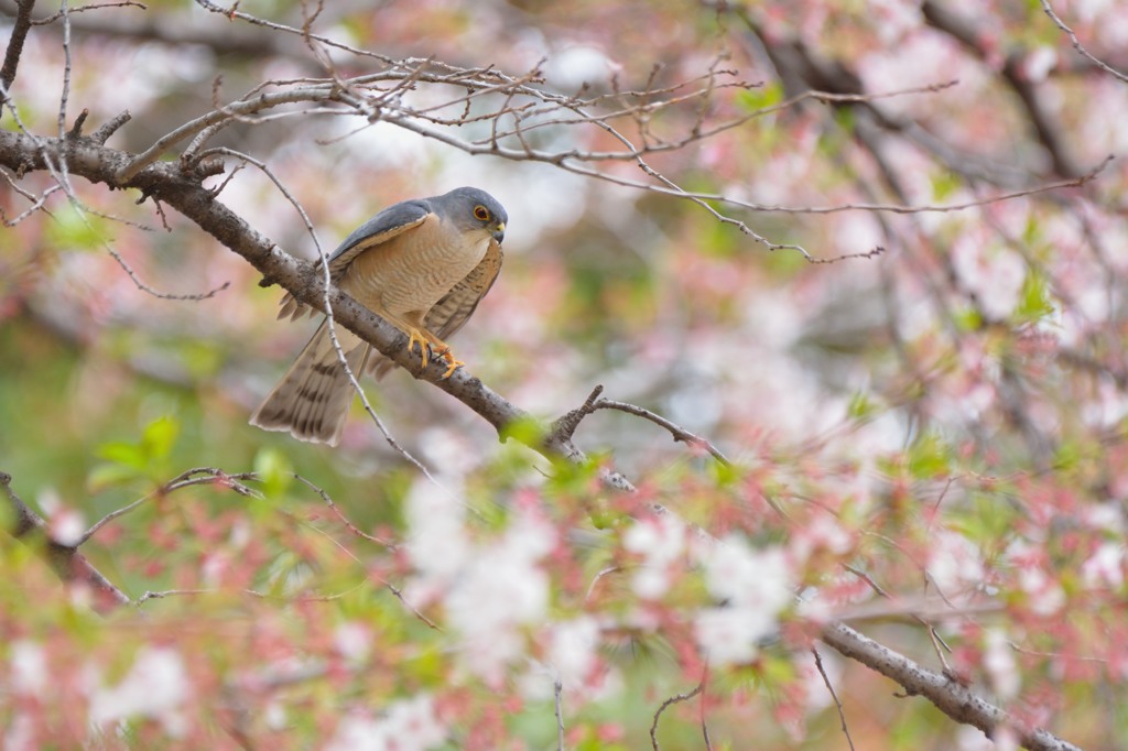桜散る頃