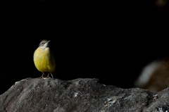 鳥のいる風景　キセキレイ