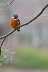 鳥のいる風景　カワセミ