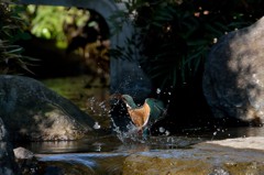 モミカワが撮れる公園で２