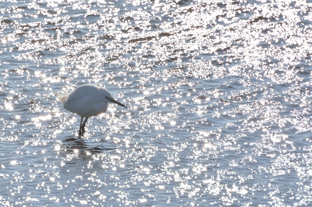 鳥のいる風景　コサギ