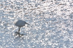 鳥のいる風景　コサギ