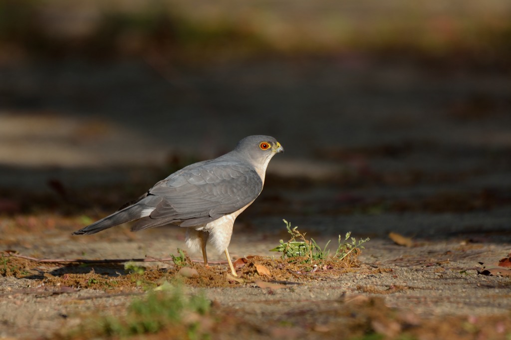 鳩!？