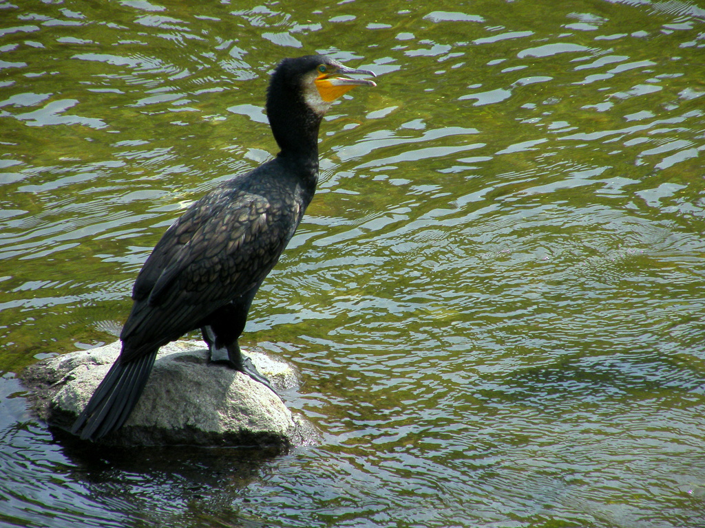 カワウ