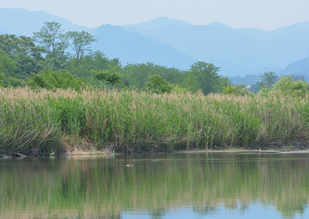 鳥のいる風景　カンムリカイツブリ