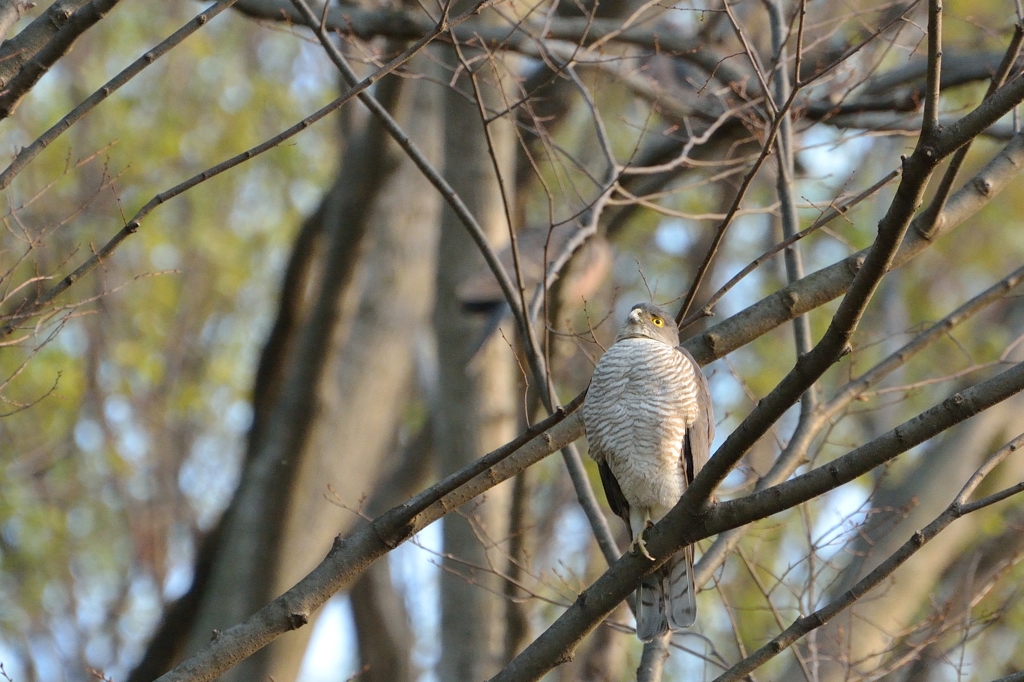 鳥のいる風景　ツミ