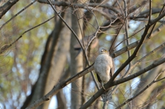 鳥のいる風景　ツミ