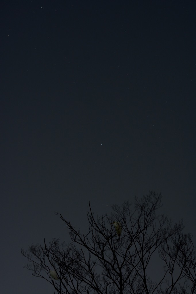 星鳥撮り挑戦中