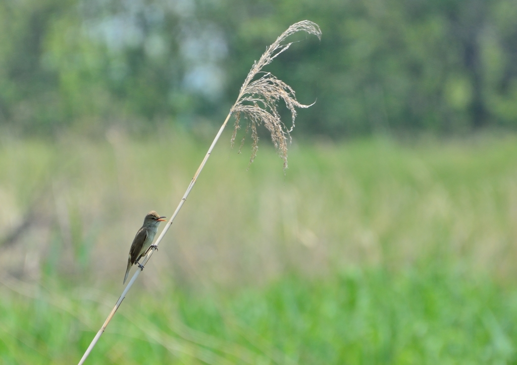 鳥のいる風景　オオヨシキリ