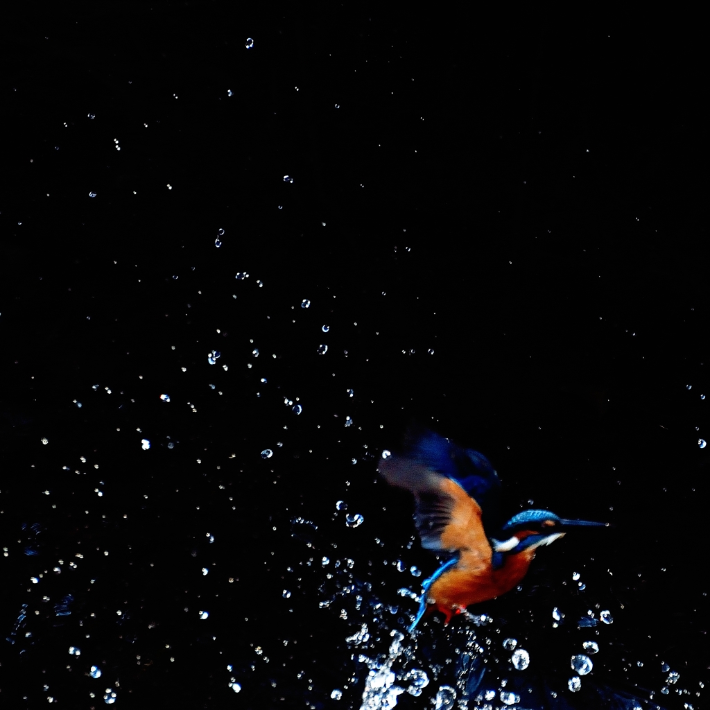 splash！