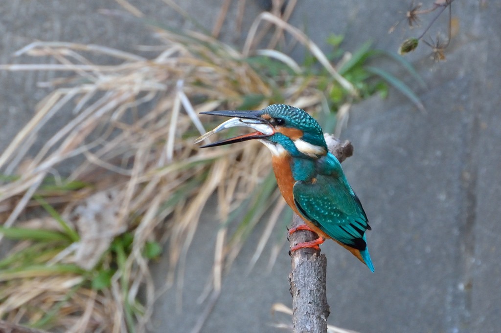 withnatureさん　こうやって食べます。