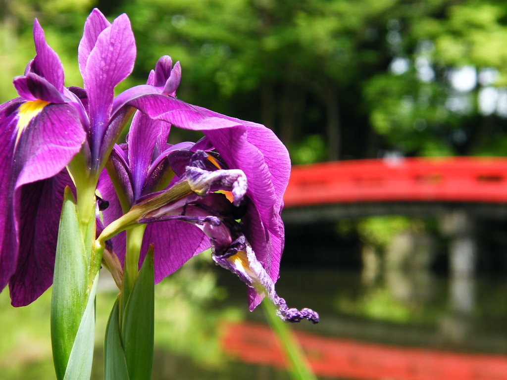 菖蒲の花