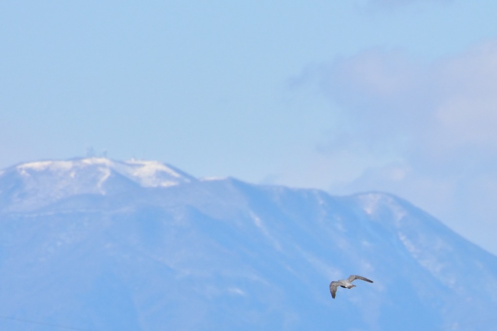 鳥のいる風景　ハヤブサ