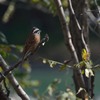 鳥のいる風景　ホオジロ