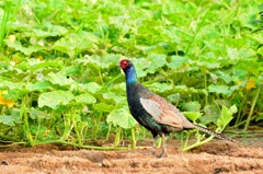 鳥のいる風景　キジ