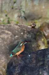 実は２羽写っています(^-^)