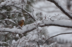 鳥のいる風景　モズ