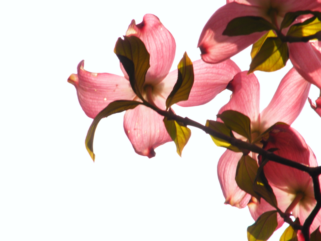 何の花？