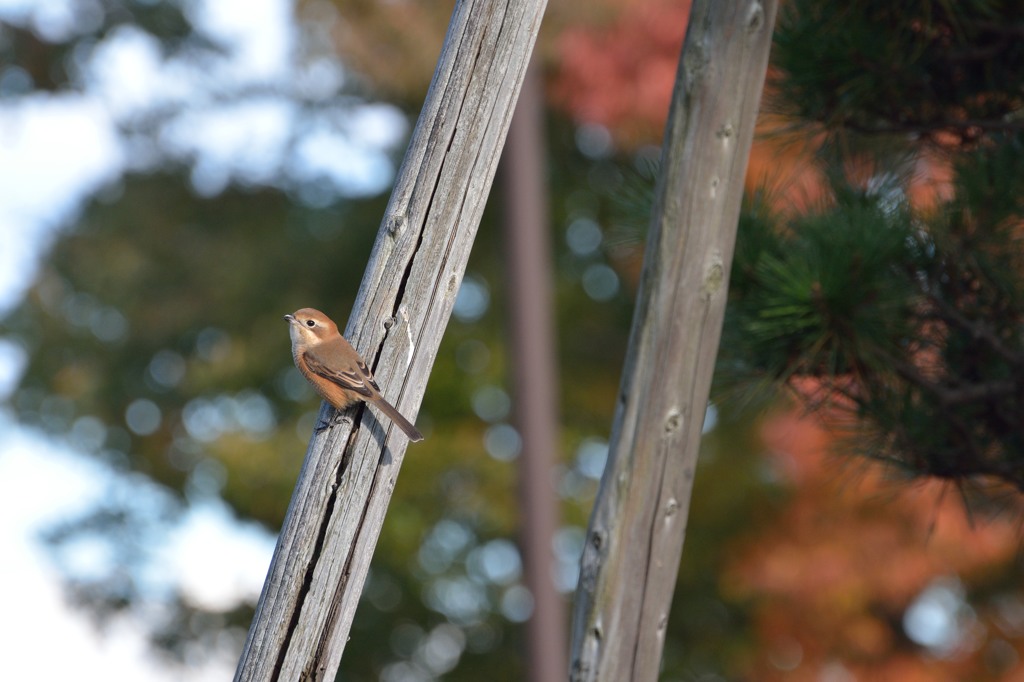 鳥のいる風景　モズ